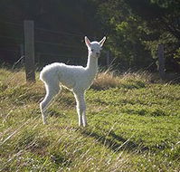 Jaspers Brush B And B - Darwin Holiday