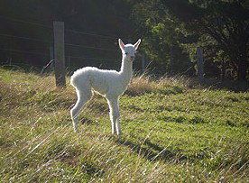 Jaspers Brush B And B - Darwin Holiday 0