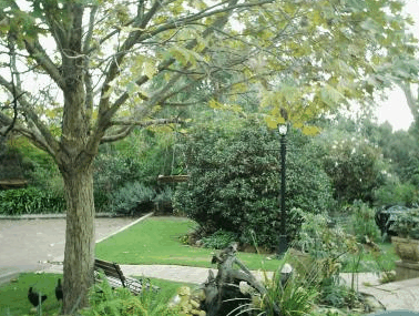 The Noble Grape - Darwin Holiday 1