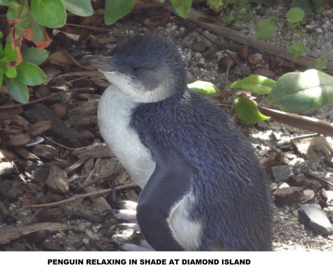 Diamond Island Resort - Darwin Holiday 2