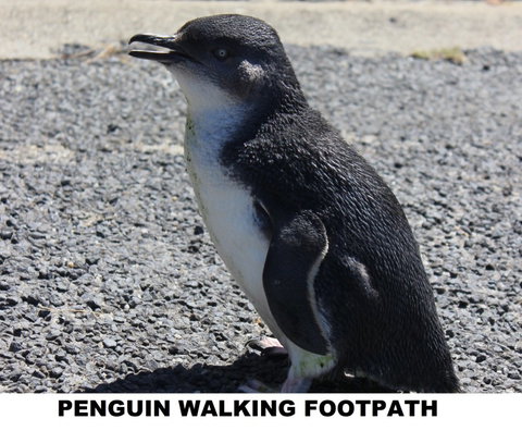 Diamond Island Resort - Darwin Holiday 4