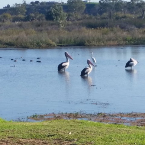 Avoca Dell Caravan Park - Darwin Holiday 8