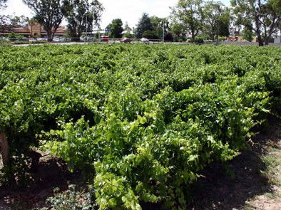 The Nuriootpa Vine Court Motel - Darwin Holiday 2