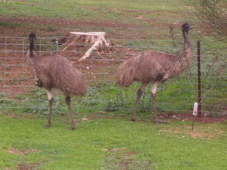 Cape Jervis Station - Darwin Holiday 1