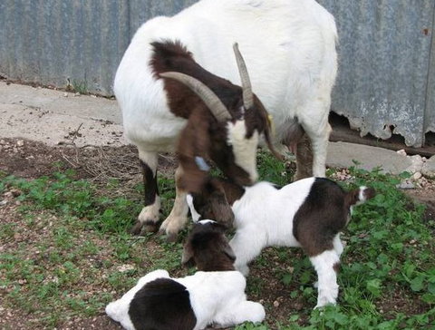 Redwing Shearer's Quarters - Darwin Holiday 0