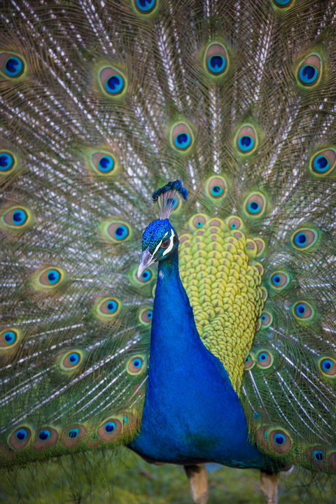 Willunga Peacock Farm Bed And Breakfast - Darwin Holiday 0