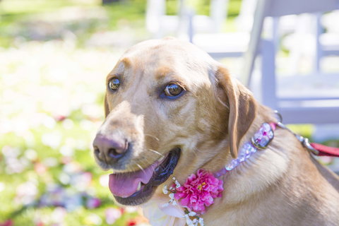 Willunga Peacock Farm Bed And Breakfast - Darwin Holiday 4