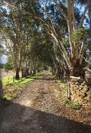 Peppertree - Mintaro - Darwin Holiday 6