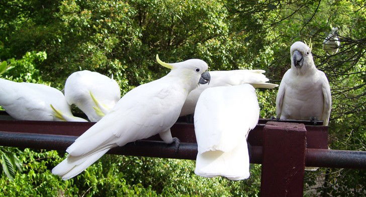 Summertown SA Darwin Holiday