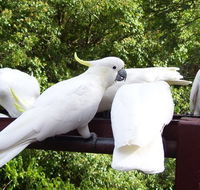 Lorikeet Lane BB - Darwin Holiday