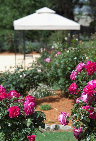 Country Comfort Mount Gambier - Darwin Holiday 5