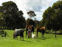 The Roost - Darwin Holiday 5