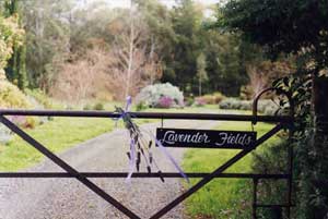 Adelaide Hills Country Cottages - Lavender Fields - Darwin Holiday 3
