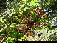 Rivers Edge Rainforest Retreat - Darwin Holiday 0