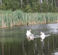 Summer Cottage - Darwin Holiday