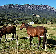 Hurlfield Farm Cottage - Darwin Holiday