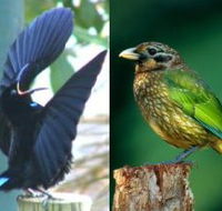 Chambers Wildlife Rainforest Lodges