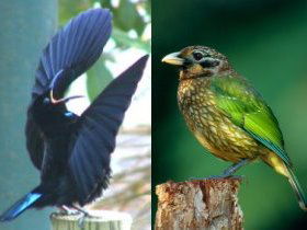 Chambers Wildlife Rainforest Lodges - Darwin Holiday 0