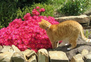 Huon Valley Bed And Breakfast - Darwin Holiday 1