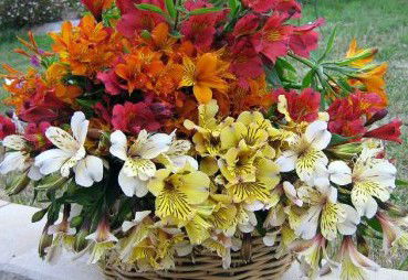 Huon Valley Bed And Breakfast - Darwin Holiday 3