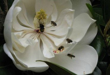 Huon Valley Bed And Breakfast - Darwin Holiday 5