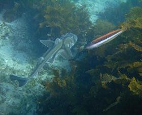 Currarong NSW Darwin Holiday