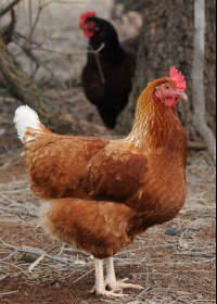 Elmore VIC Darwin Holiday