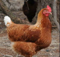 Avonmore Estate Biodynamic Winery - Darwin Holiday