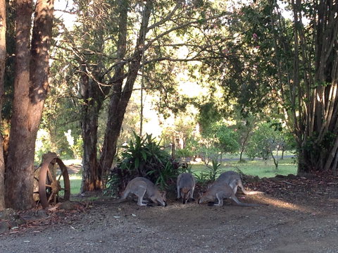 Maleny Country Cottages - Darwin Holiday 5