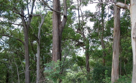 Bamboo Retreat - Darwin Holiday 1