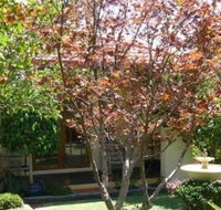 Akame - Darwin Holiday