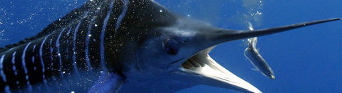 Black Bream Point Holiday Cabins - Darwin Holiday 1