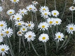 Targangil Ski Lodge - Darwin Holiday 3