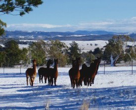 Castanian - Darwin Holiday 1