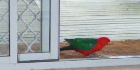 Azalea Cottage - Darwin Holiday 5