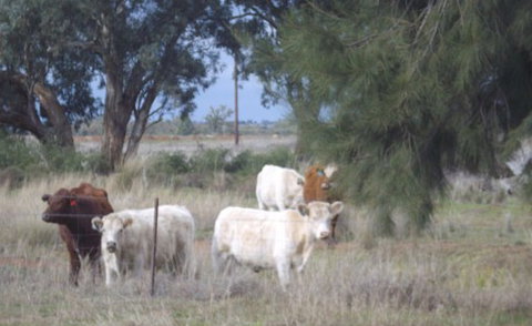 Aussie Cabins - Darwin Holiday 2