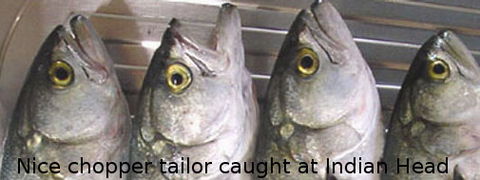 Fraser Island Fishing Units - Darwin Holiday 6