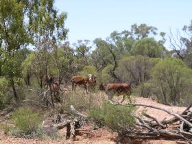 Aldville Station - Darwin Holiday 2