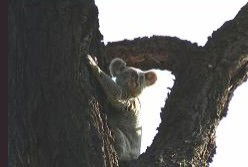 Hillsdale Hideaway Bed And Breakfast - Darwin Holiday 5