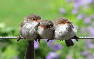 Eagles Rest Retreat - Darwin Holiday 3