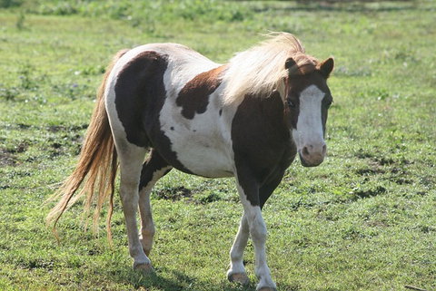 Lee Farmstay - Darwin Holiday 4