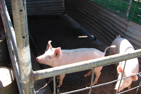 Lee Farmstay - Darwin Holiday 6