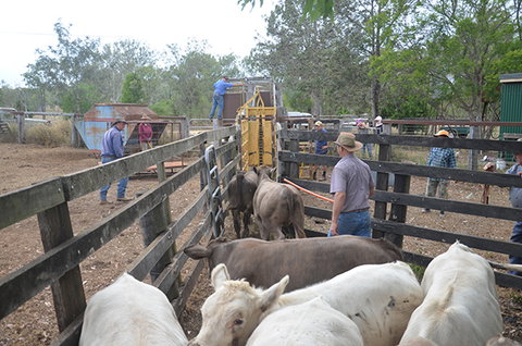 Lee Farmstay - Darwin Holiday 7