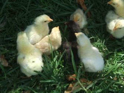 Lee Farmstay - Darwin Holiday 8