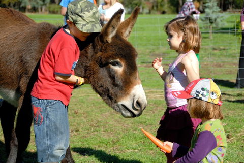 Diamond Forest Farm Stay - Darwin Holiday 3