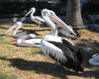 Christmas Cove Caravan Park - Darwin Holiday 0