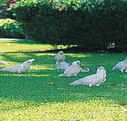 Aurora Kakadu - Darwin Holiday