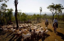 Kroombit Park At Lochenbar Station - Darwin Holiday 1