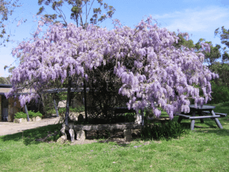 Studio Cottages Romantic Hideaway - Darwin Holiday 5