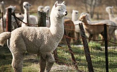 Glenhope Bed And Breakfast - Darwin Holiday 2